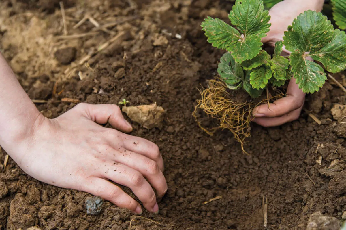 Plants being planted into the ground