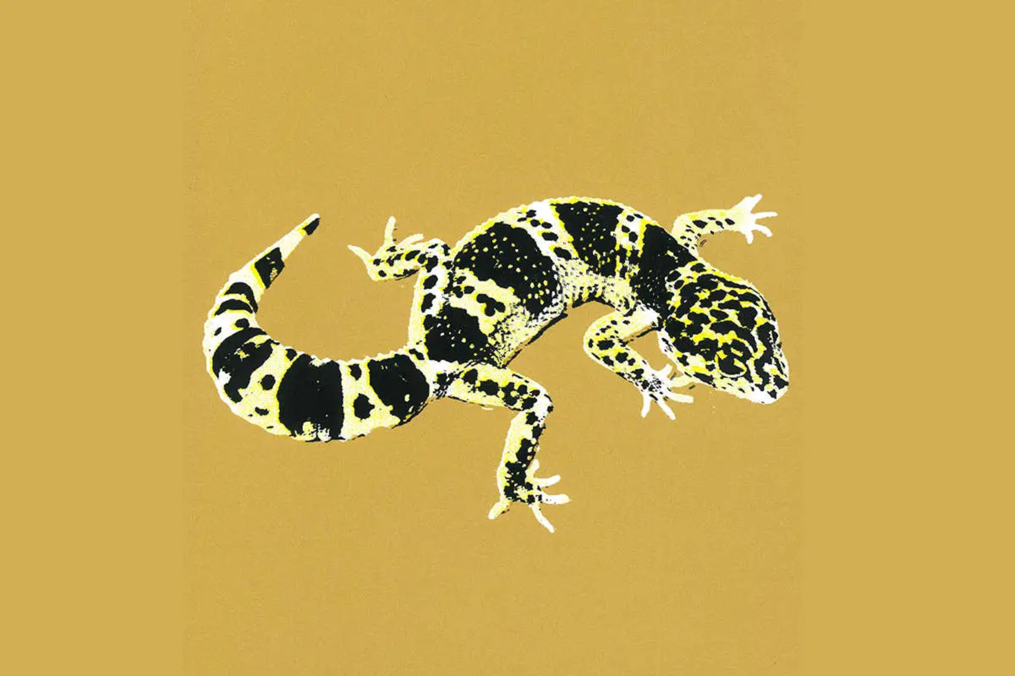 A black and yellow gecko on a mustard coloured background