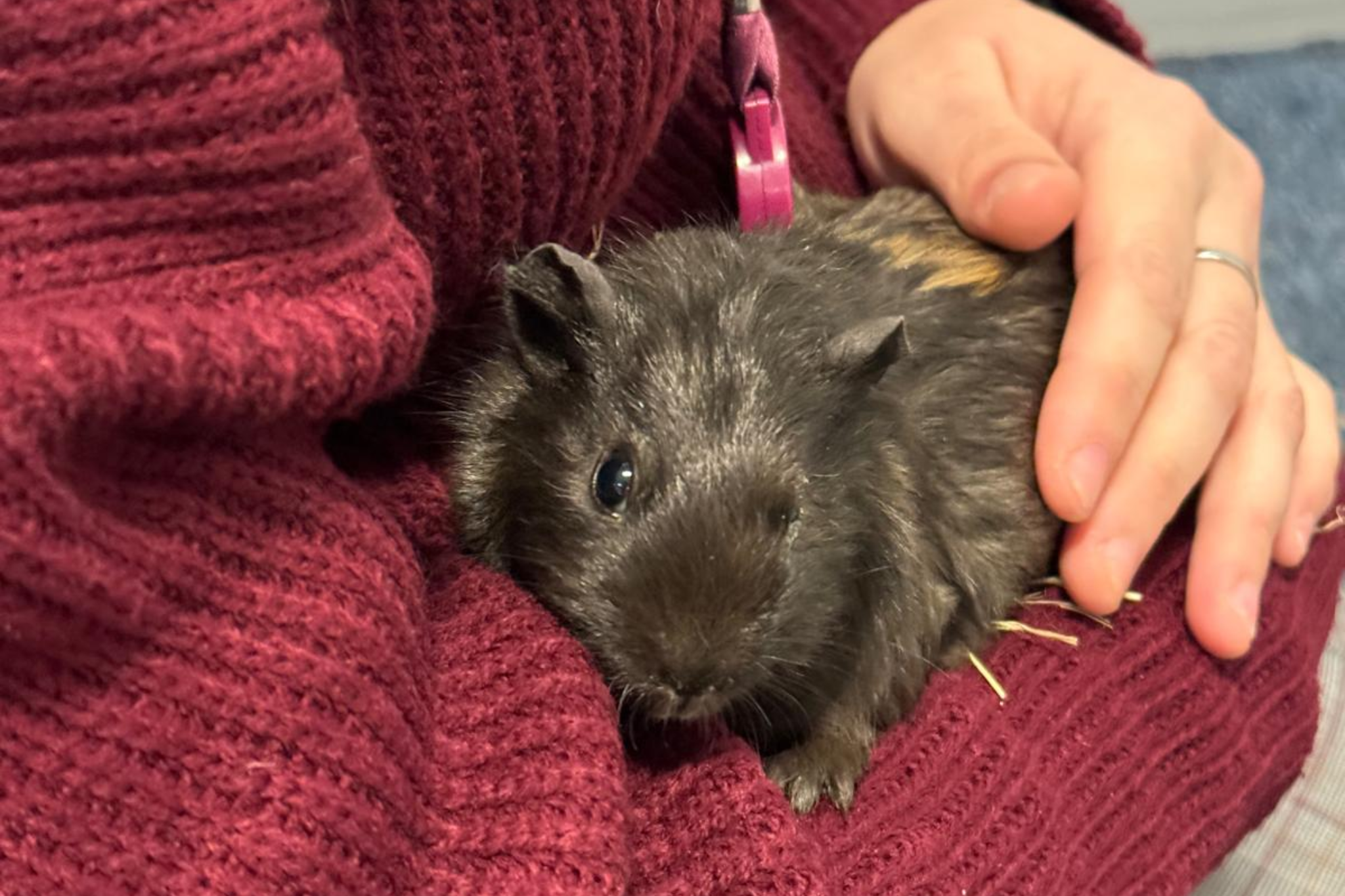 A staff member is holding a Guinea pig
